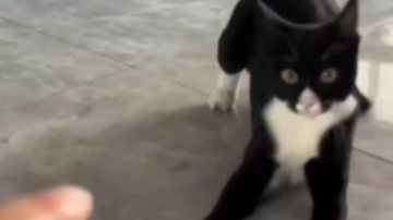 Gato faz movimento de capoeira para escapar às garras do seu