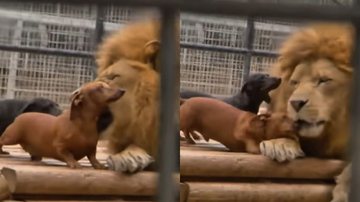 Inglês brinca com filhote de leão após xeque o convidar para palácio no  Qatar; veja