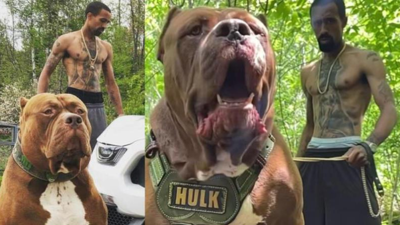 Conheça Hulk, o 'maior pit-bull do mundo', avaliado em milhões de