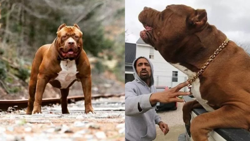 Conheça Hulk, o maior cachorro do mundo