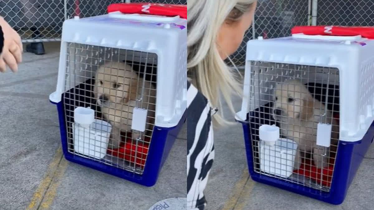 Vídeo Emocionante Mostra Primeiro Encontro Entre Cachorro E Tutora Assista 1097