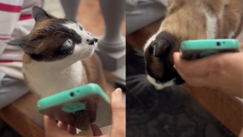 Vídeo de gato avisando 'me acabei' diverte a internet