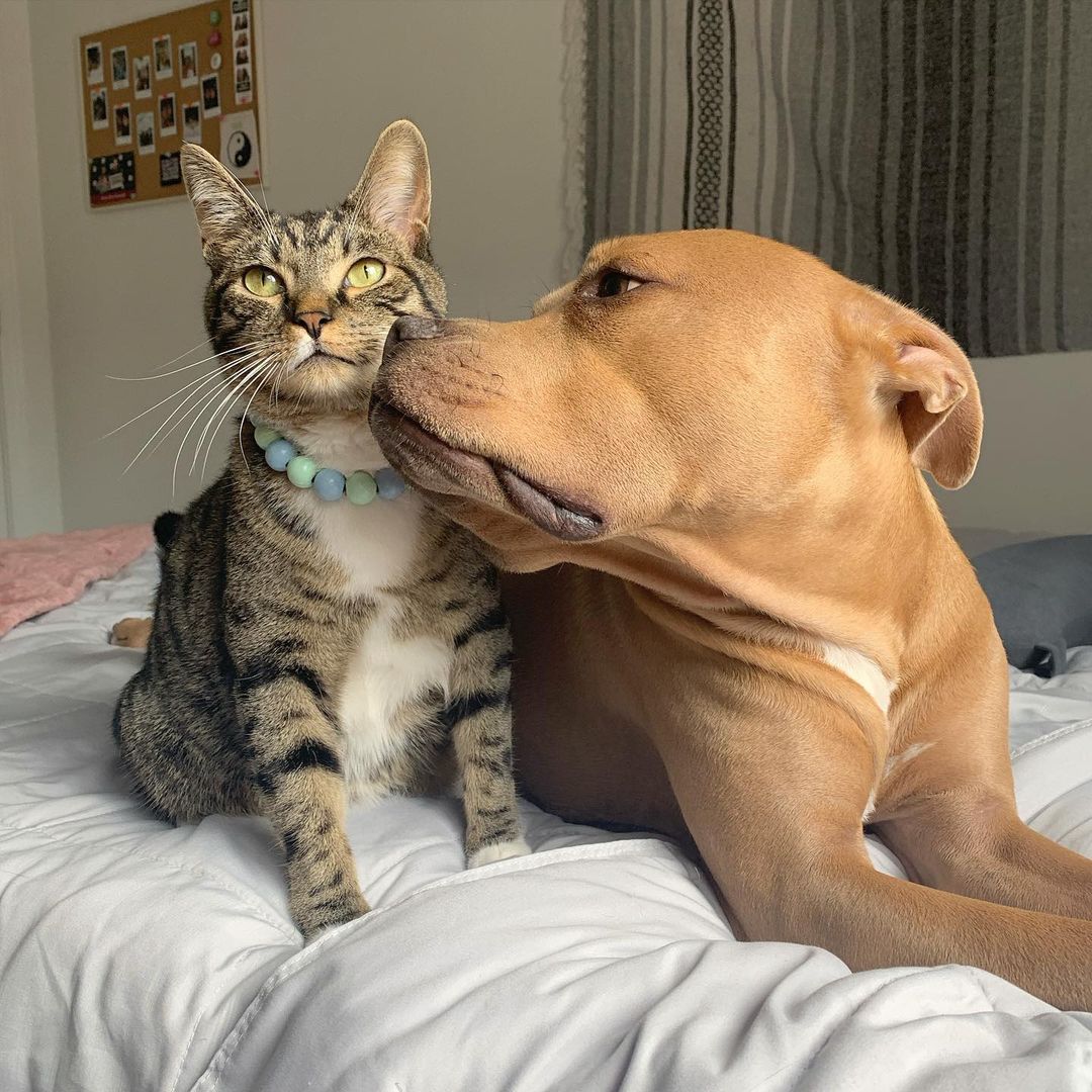 Pit bull adotado se apaixona por gatos da família e faz sucesso na web; veja fotos
