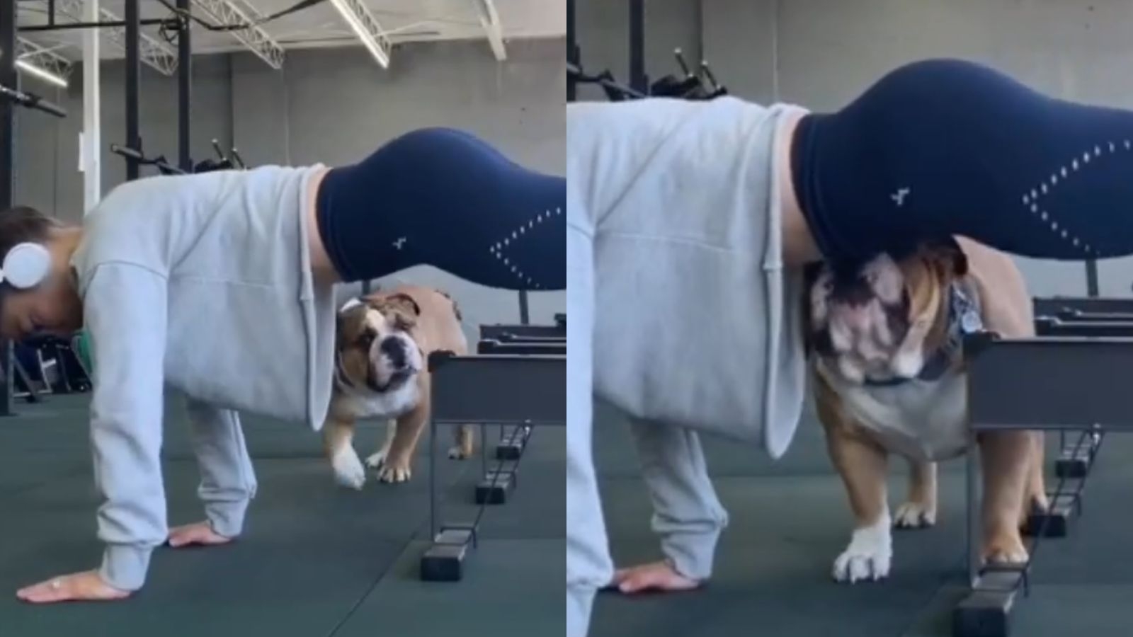 bulldog inglês joga bola com o dono no parque. treinamento canino