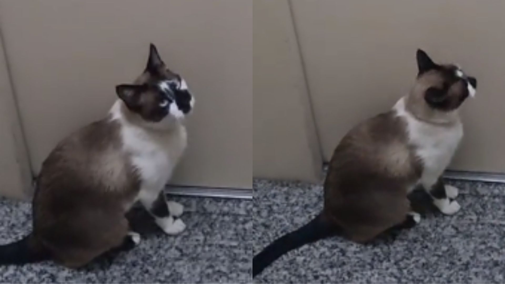 VÍDEO: gato esperto aprende a usar a campainha para entrar em casa