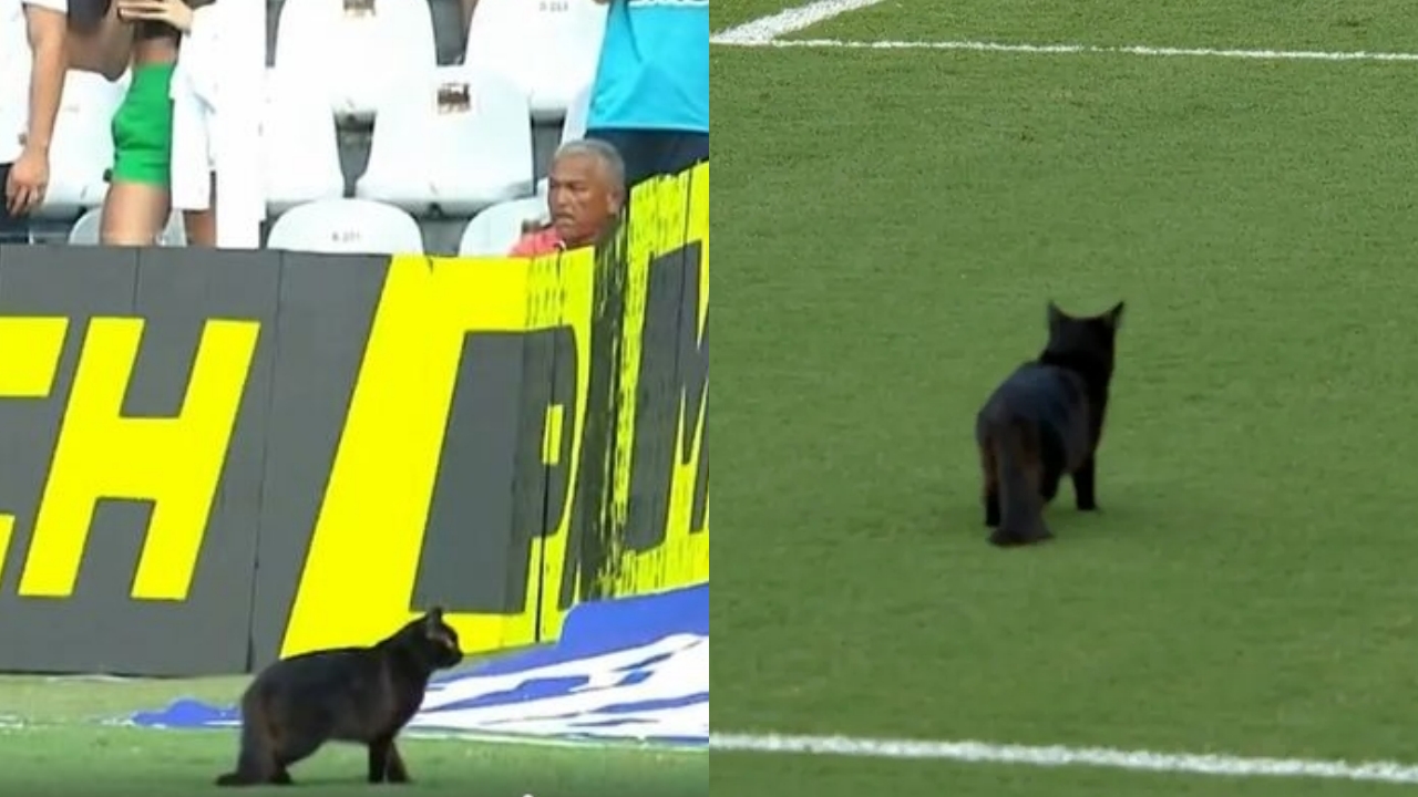 Santos x Atlético: gato preto 'invade' gramado da Vila Belmiro; vídeo