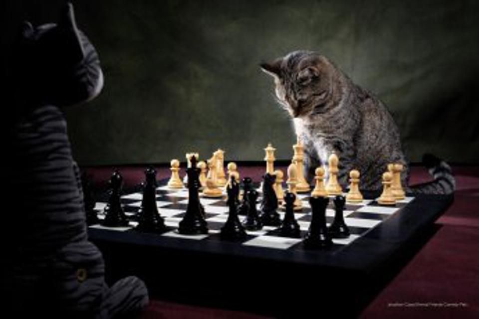 Concurso de fotos de pets mais engraçadas - gatos jogando