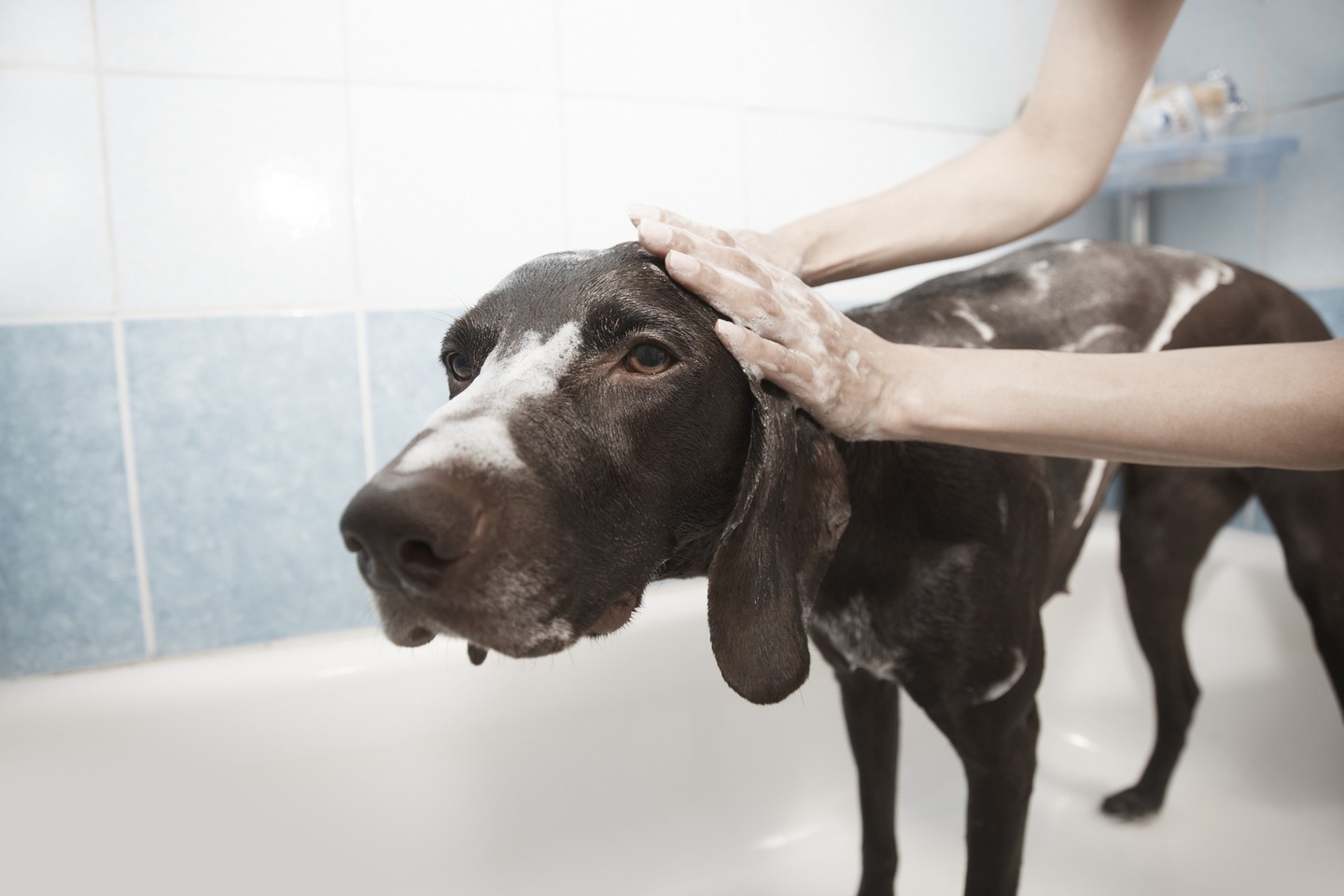 Como dar banho em cachorro bravo com segurança