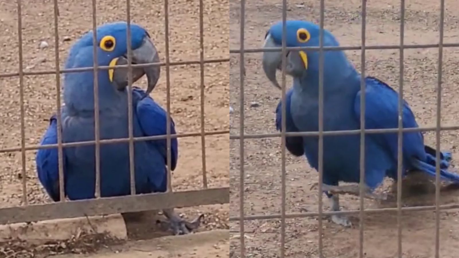 Capivara cavalo e mulher arara-azul viram personagens de luta do