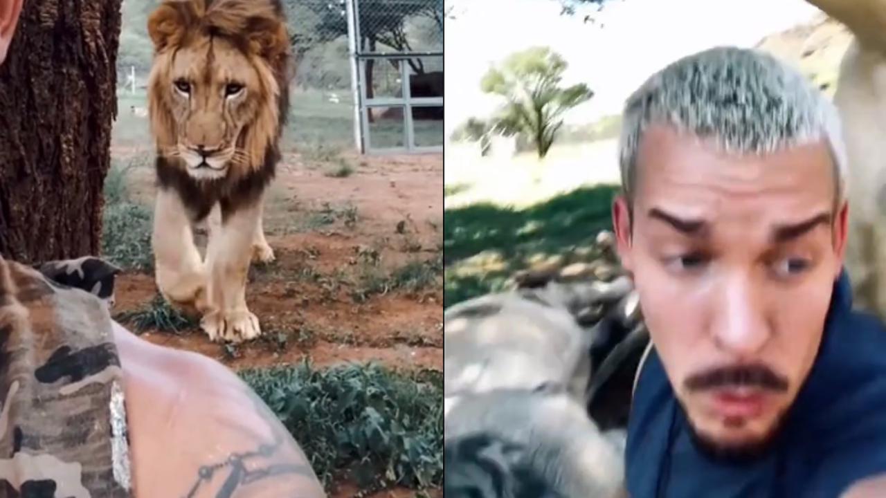 Homem interagindo com leões se diz 'pastor', mas é tratador de animais