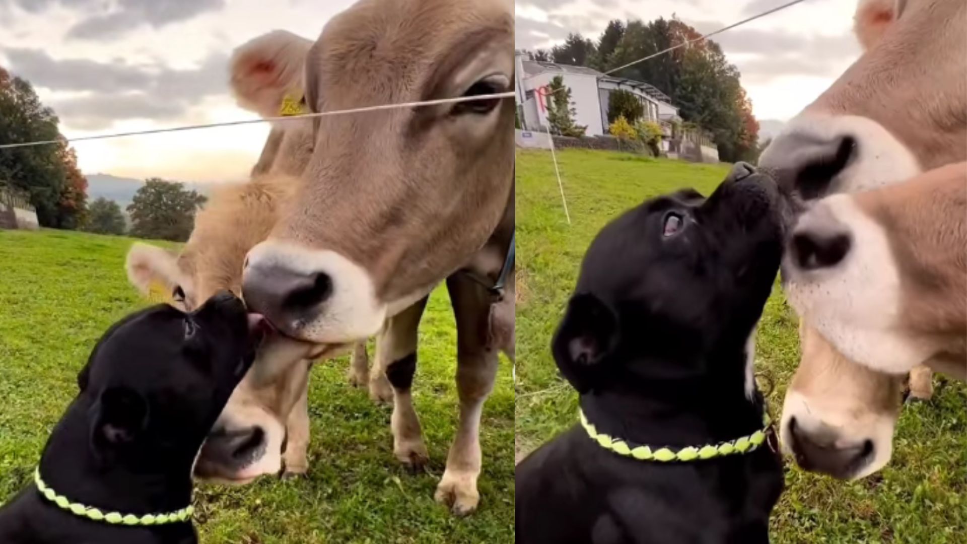 Vacas Roubam Beijos De Cachorrinho E Encantam Internautas Com Momento Fofo Assista Gazeta