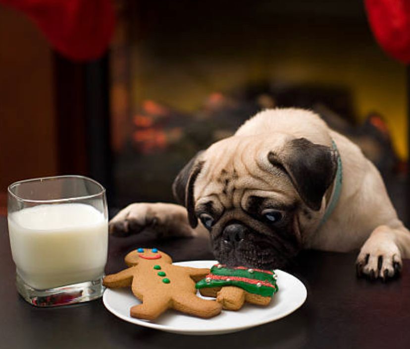 COMO FARMAR TRILHÕES DE GINGERBREAD EM ALGUNS MINUTOS NO PET