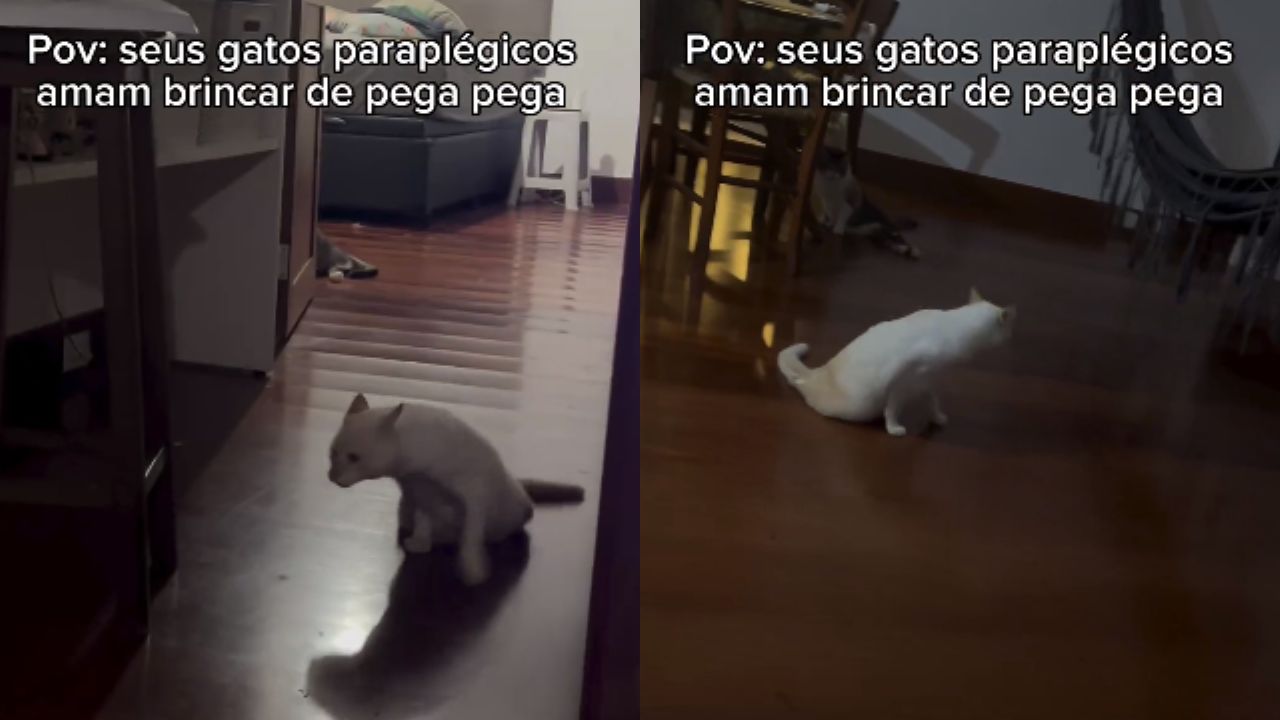 JOGO PARA GATOS - Entretenimento Para Gato! (Vídeo Para Gatos) 