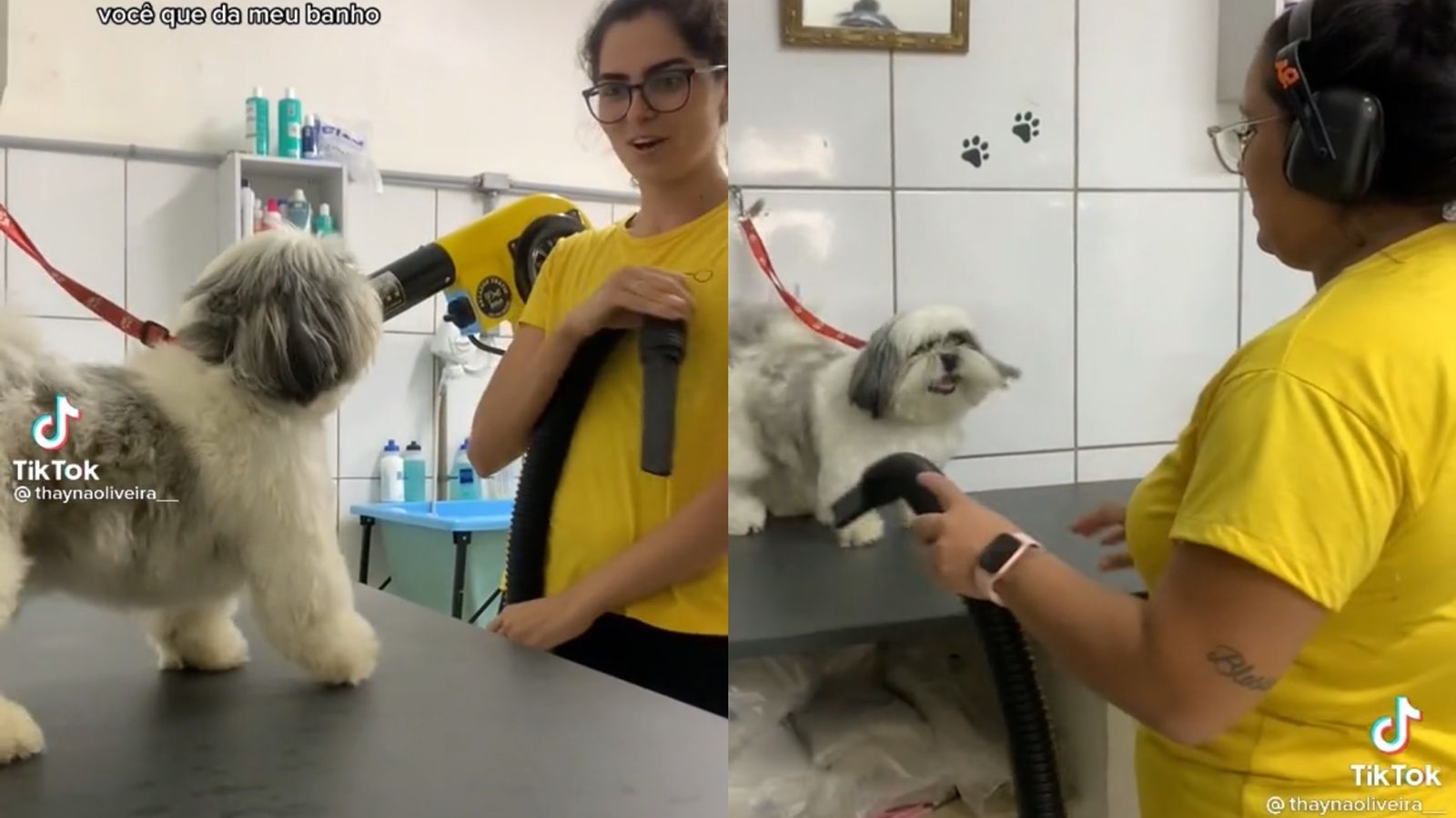 Vídeo: Exigente, cão escolhe funcionário que vai lhe atender em pet shop