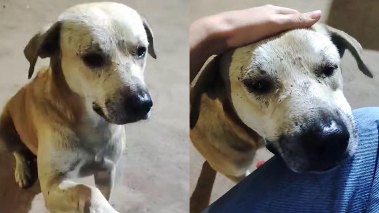 Vídeo mostra cão lulu virando fera quando dono põe pouca comida em seu  prato – Metro World News Brasil