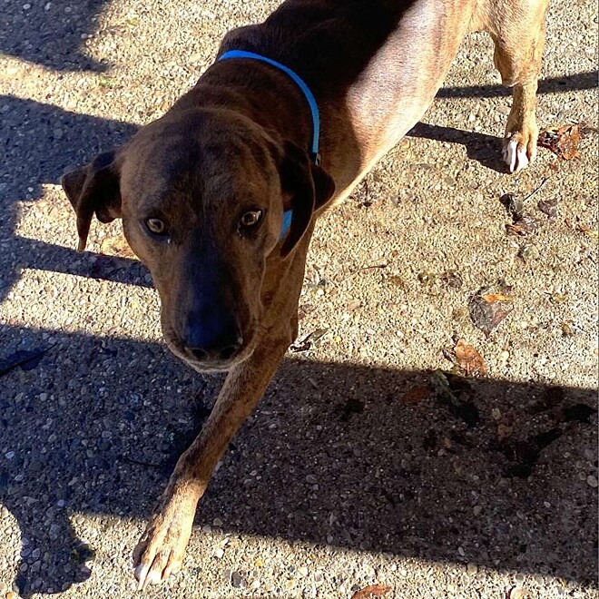 Cachorro de abrigo vê menina com crise de ansiedade e lhe oferece um abraço