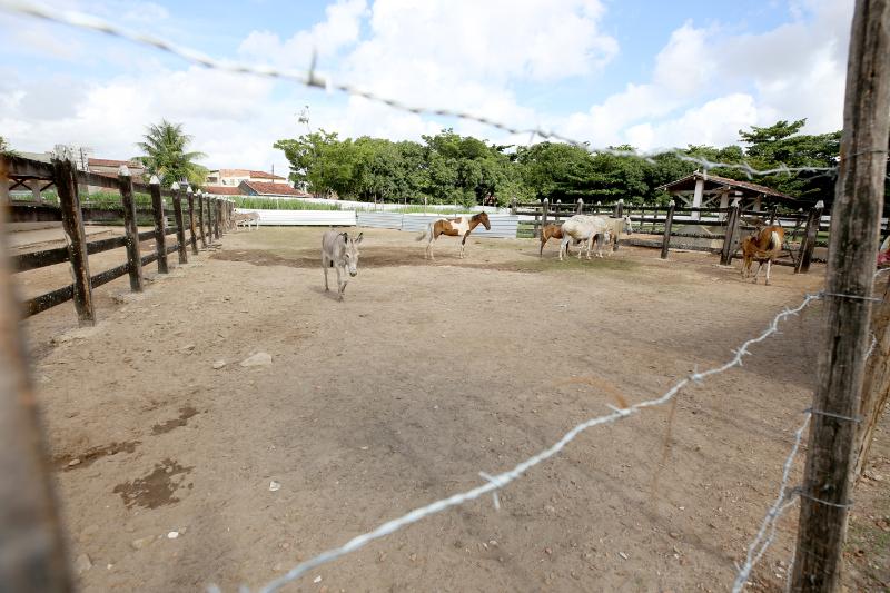 Animais de grande porte são recolhidos pela Emsurb