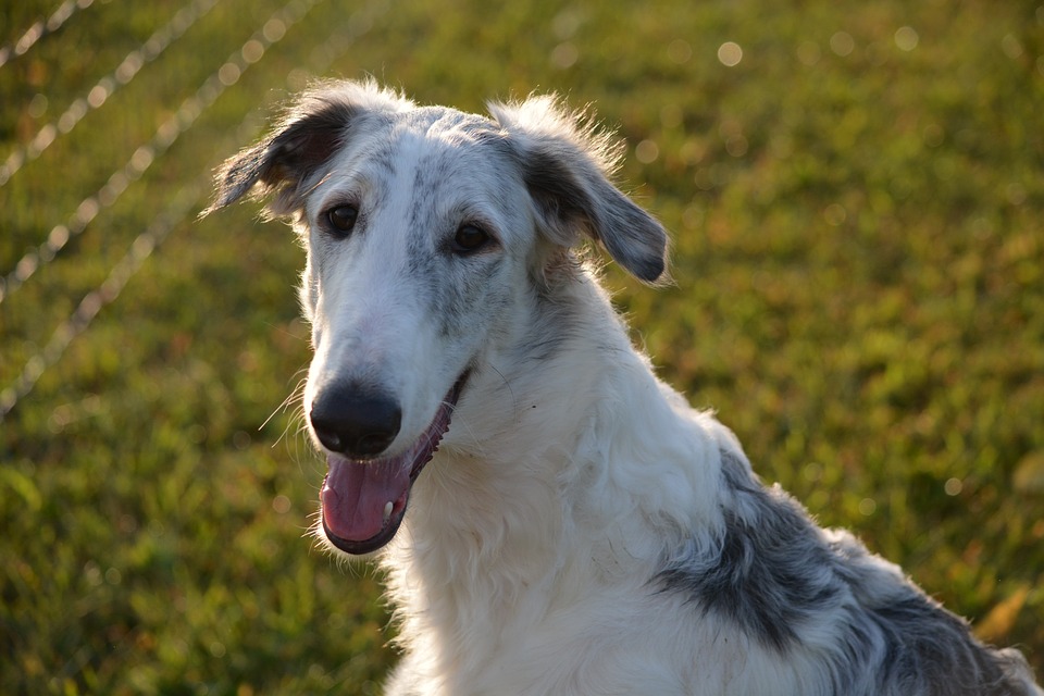 raças de cachorro menos amorosas tendem a não gostar de interação