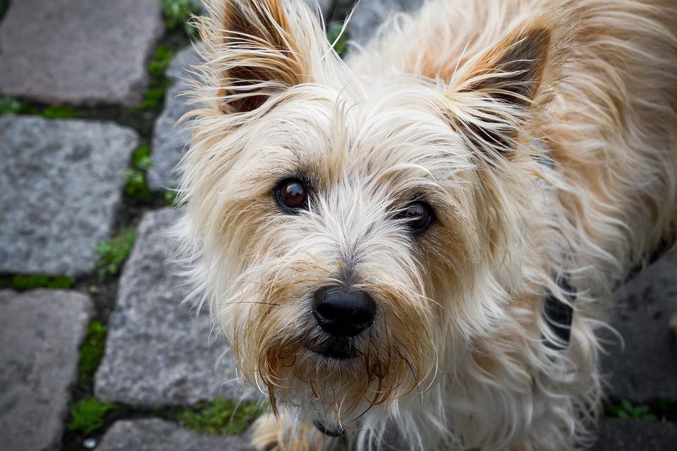 cinco raças de cachorro menos amorosas 