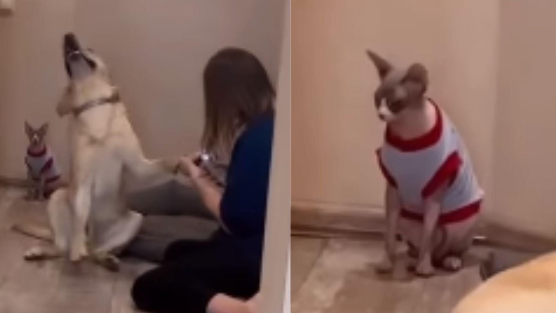 Cachorro Faz Drama Ao Cortar Unhas E Reação De Gato Viraliza Assista 3151