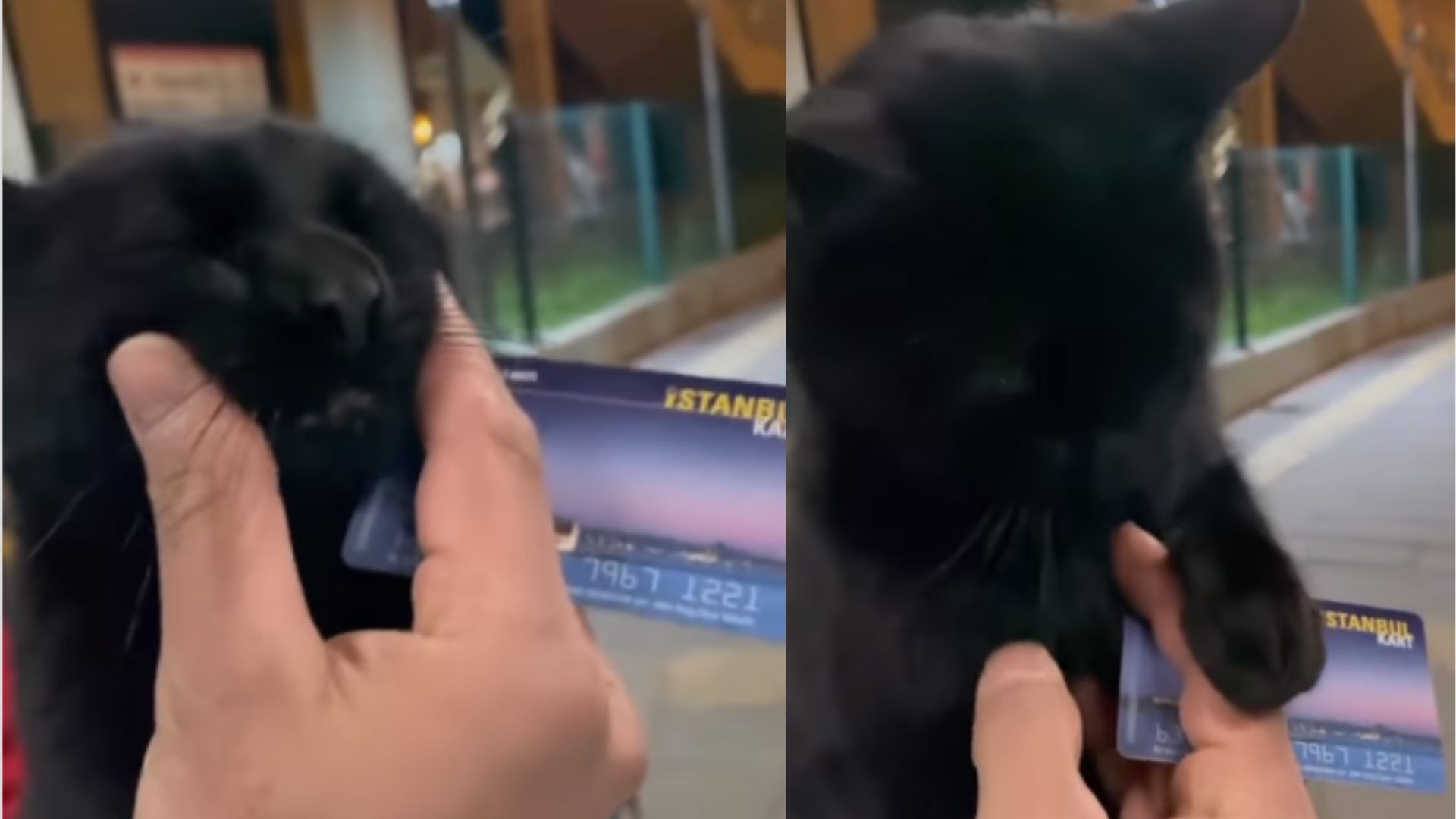 r transmite ao vivo vídeo no qual espanca gato de estimação – Metro  World News Brasil