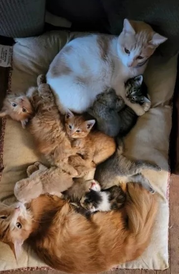Família resgata gata que dá à luz filhotes idênticos aos de filme