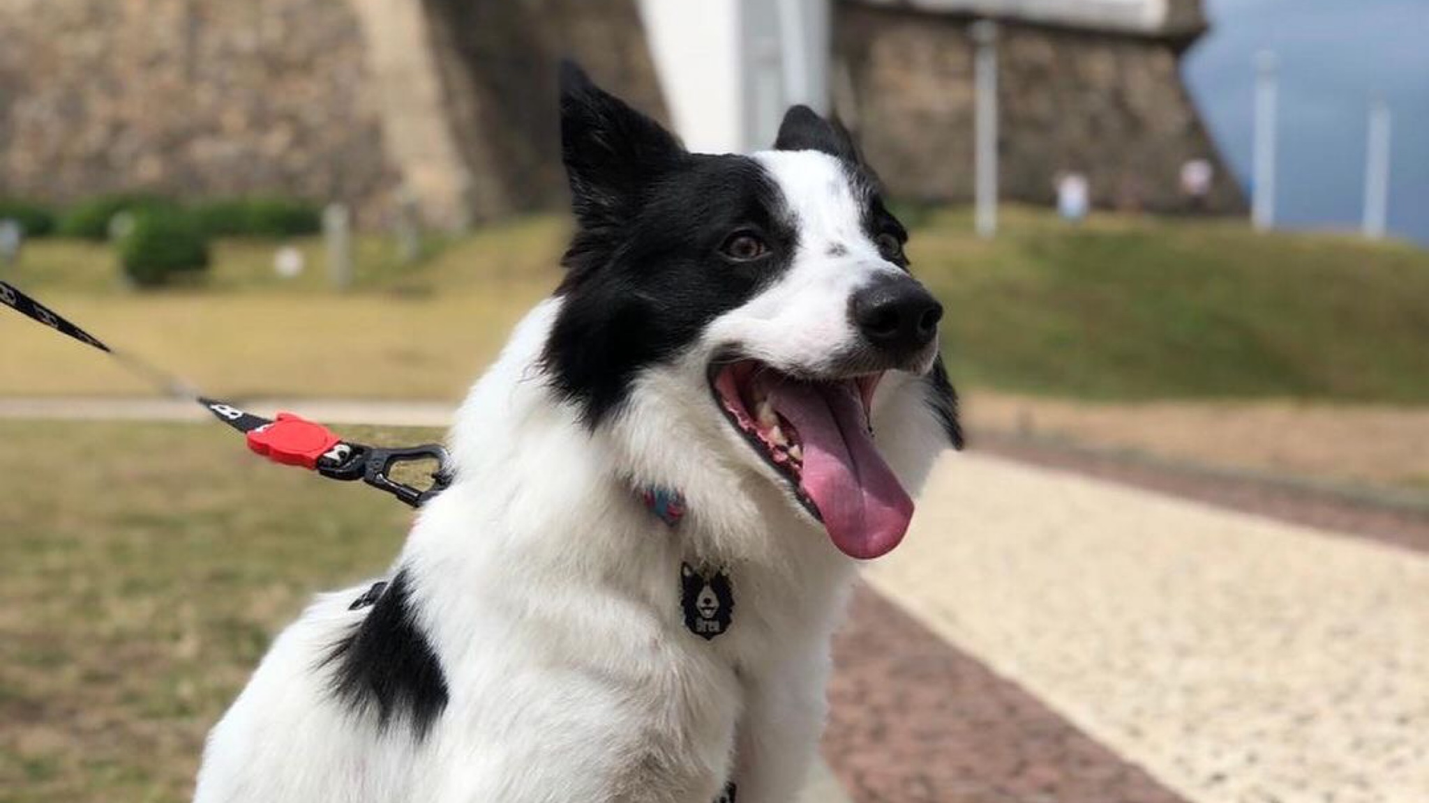 Emy on X: CLASSIFIQUE O SEU PET Raça: Border Collie nome: Jake beleza:  10/10 inteligência: 10/10 🤓 raiva: 5/10 muito amigável, mas ele late e  rosna pra desconhecidos 👹 gosta de passear