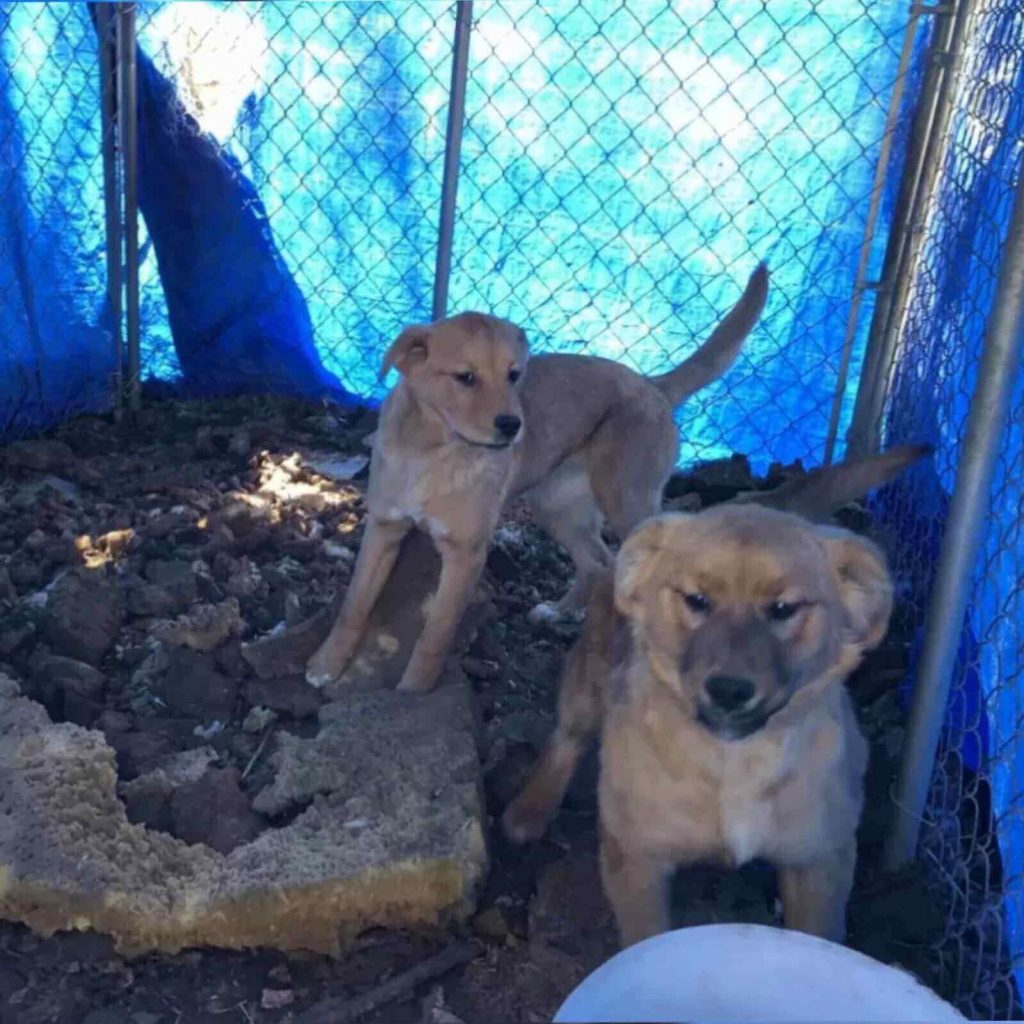 Assustados sem a presença da mãe, cachorros se abraçam em gesto comovente; veja fotos