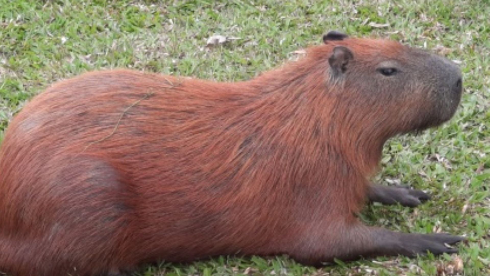 Animais de Poder  Capivaras, Fotos de capivara, Animais silvestres