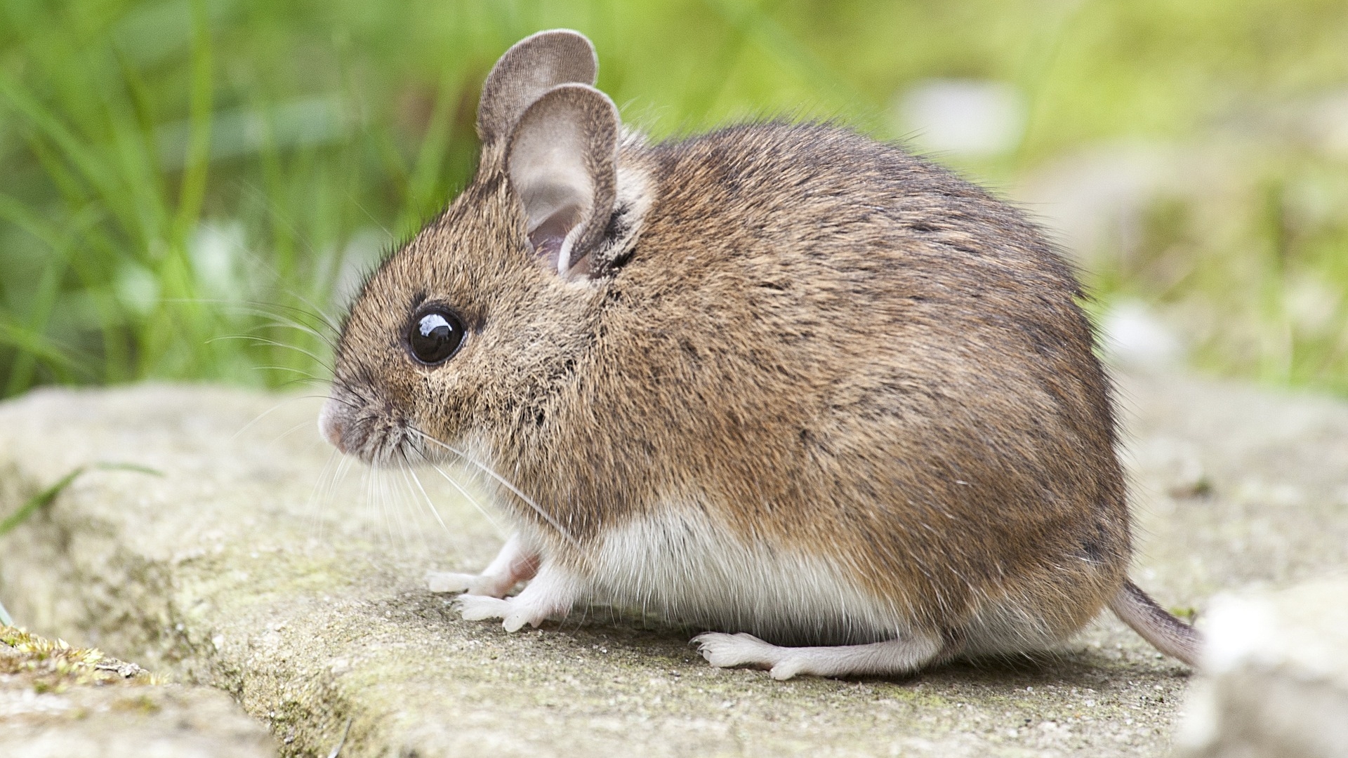 Homem encontra rato gigante no quintal de sua casa