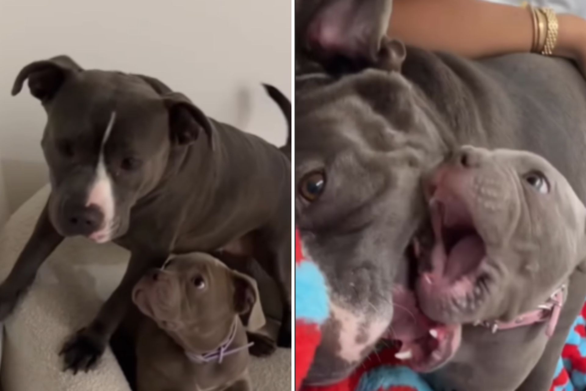 Vídeo Pit Bull Adota Cachorrinho E Encanta Internautas Com Fofura