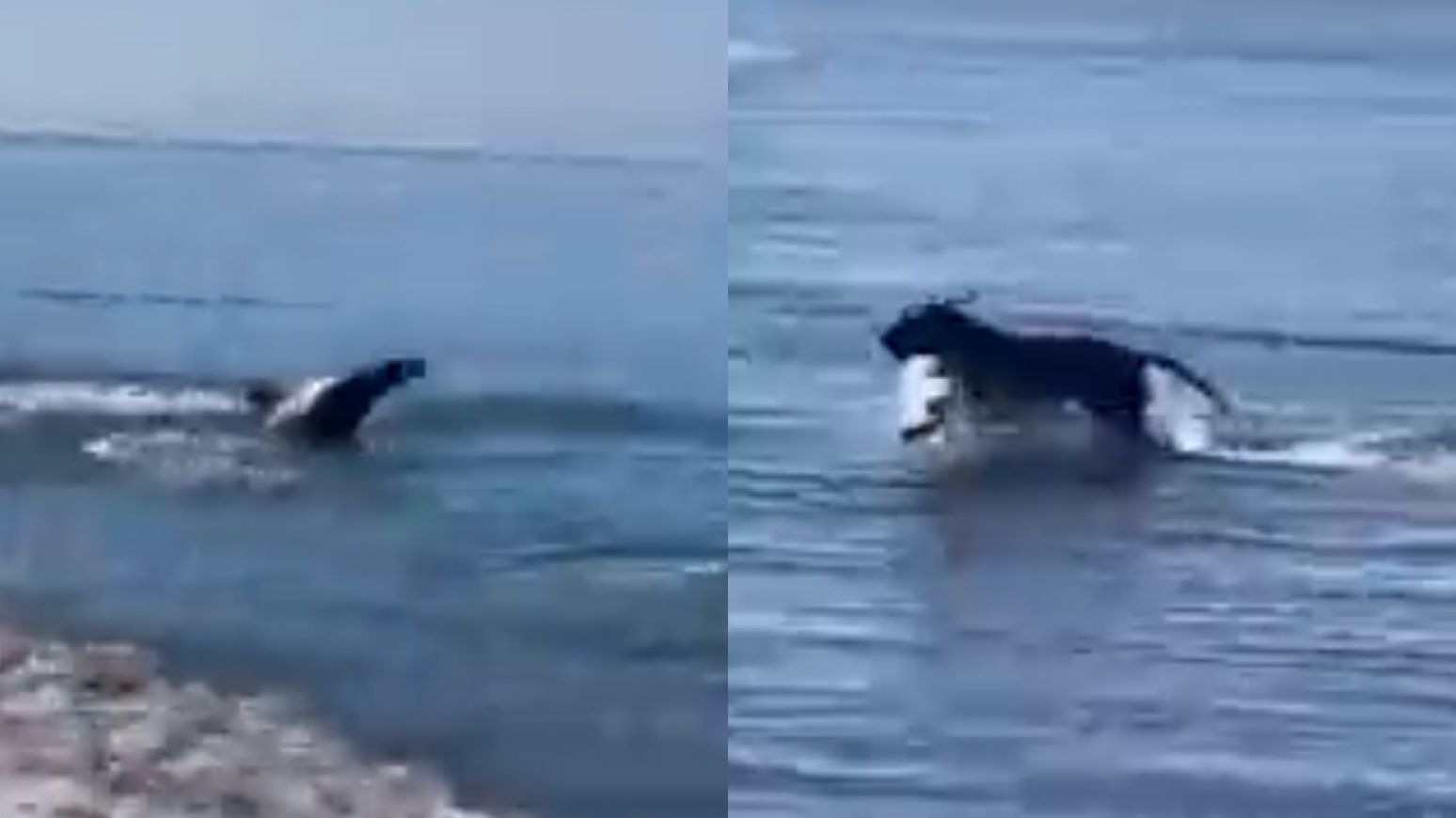 Música, cães, bolas: saiba o que não pode fazer na praia - SIC Notícias